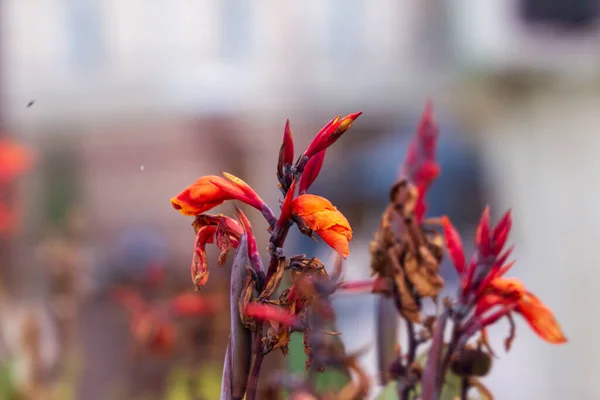 Piękne Kolorowe Jesienne Kwiaty Kwietniku Parku — Zdjęcie stockowe