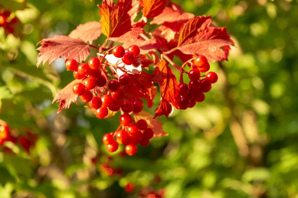 Viburnum Vörös Bogyói Zöld Levelek Kertben — Stock Fotó