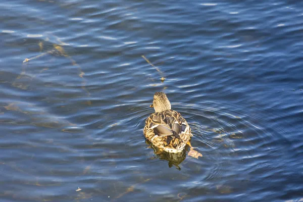 Canard Sauvage Dans Eau Lac Lors Une Tempête Automne — Photo