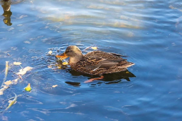 Wild duck in the lake water during a storm in autumn