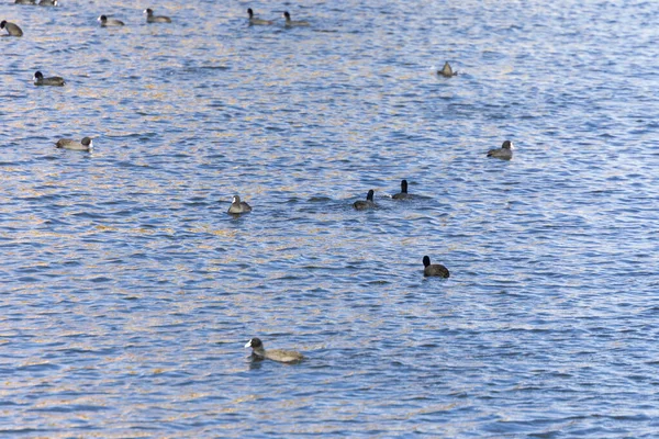 Wildente Seewasser Bei Sturm Herbst — Stockfoto