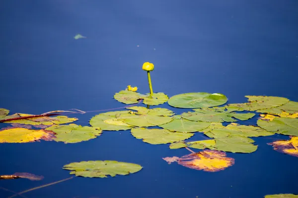 Agua Otoño Parque Estanque Verdes Con Cañas — Foto de Stock