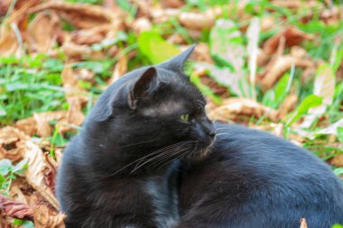 Kedi sonbaharda bahçede güneşlenir.