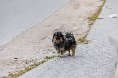 Sonbaharda şehirde evsiz bir köpek