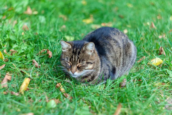 Die Katze Sonnt Sich Herbst Garten — Stockfoto