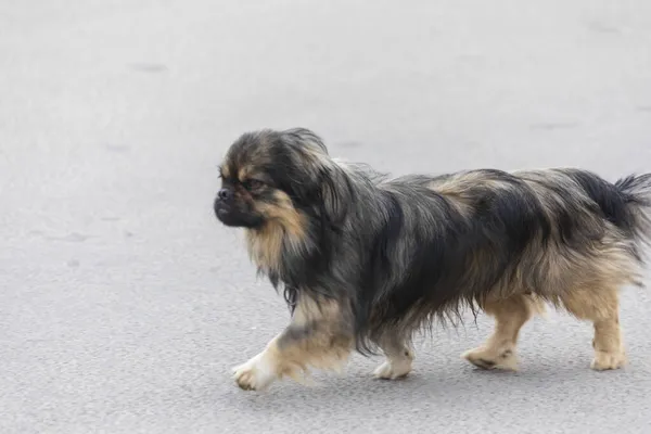 Безпритульний Собака Місті Восени — стокове фото