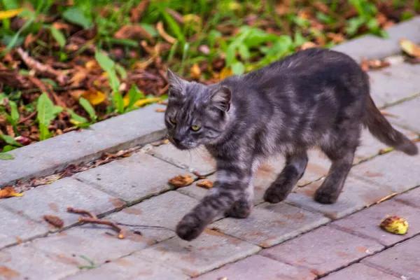Die Katze Sonnt Sich Herbst Garten — Stockfoto