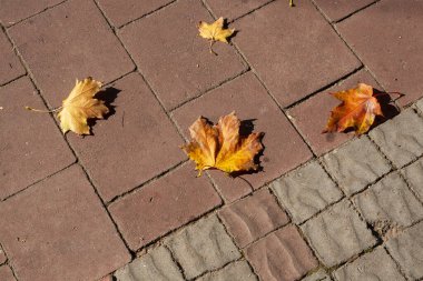Ekim 'de güneşte renkli kaldırım taşları