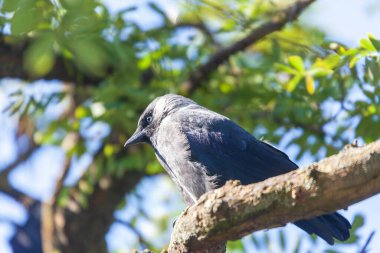 Gri-siyah karga parkta bir ağaç dalında oturuyor.