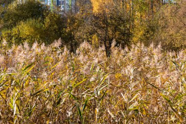 Güzel sarı sonbahar sazları Ekimde nehir kenarında