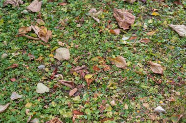 Ağustos 'ta parkta yeşil çimenler ve bitkiler