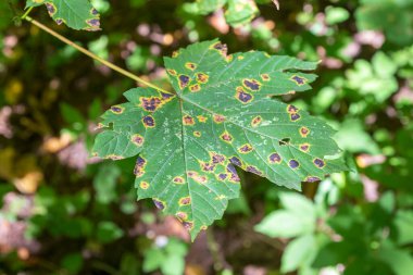 Güneşin altındaki ormanın yakınındaki bir tarlada yeşil yapraklar