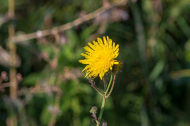 Ağustos 'ta parkta yeşil çimenler ve bitkiler
