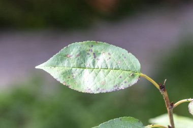 Ağustos 'ta parkta yeşil yapraklar