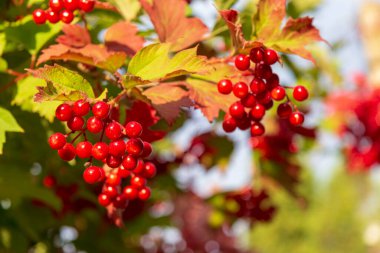 Ağustosta ağaçta kırmızı böğürtlen ve viburum demetleri