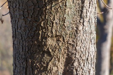 Arka plan için ormandaki yaşlı bir ağacın kabuğunun dokusu.