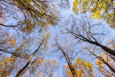Ormandaki güzel sonbahar manzarası. Ekim 'de ağaçlar ve sarı yapraklar