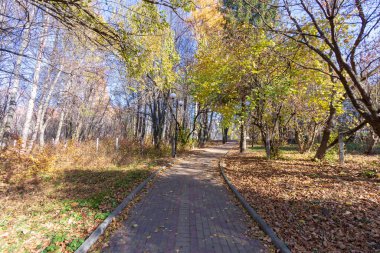 Ormandaki güzel sonbahar manzarası. Ekim 'de ağaçlar ve sarı yapraklar