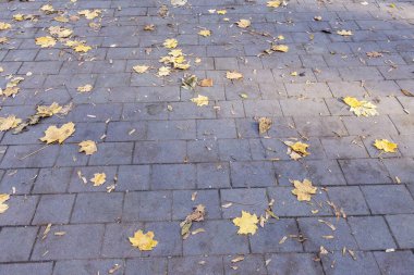 Ekim 'de sarı yapraklı asfalt