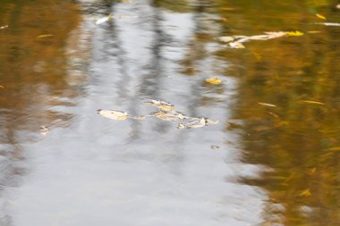 Sonbahar soğuk suyu gölette ve dalgalar Ekim 'de