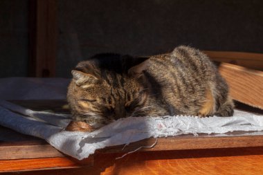 Kedi sonbaharda bahçede güneşlenir.