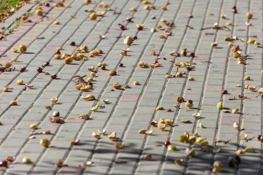 Sonbahar sarısı dikenli kestaneler beton kaldırımda