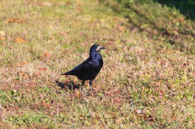 Ekim 'de parktaki siyah güzel karga