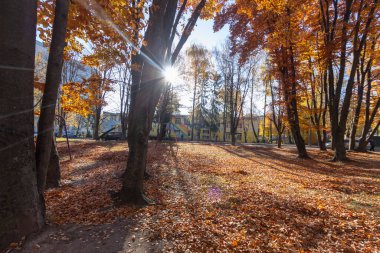 Ekim ayındaki güzel sonbahar manzarası. Sarı yapraklar, ağaçlar, park.