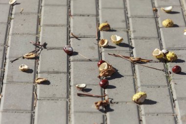 Sonbahar sarısı dikenli kestaneler beton kaldırımda