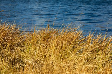Yolun yakınındaki su birikintisinde sonbahar sarısı sazlıklar