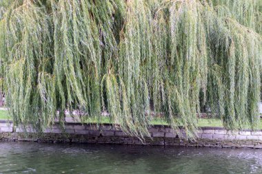 Ekim ayındaki güzel sonbahar manzarası. Sarı yapraklar, ağaçlar, park.