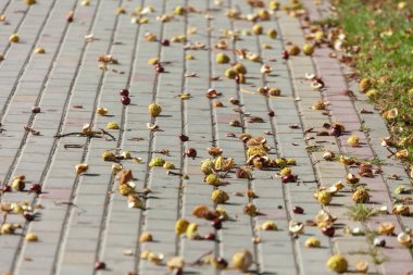 Sonbahar sarısı dikenli kestaneler beton kaldırımda