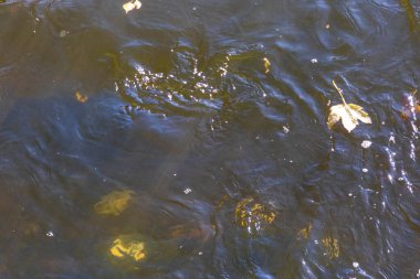 Sonbahar soğuk suyu gölette ve dalgalar Ekim 'de