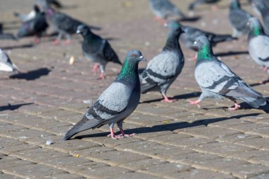 Şehir meydanında yabani gri-mavi güvercin