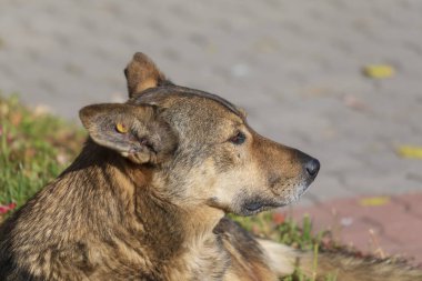 Evsiz üzgün köpek çimenlerde oturuyor ve güneşin tadını çıkarıyor.