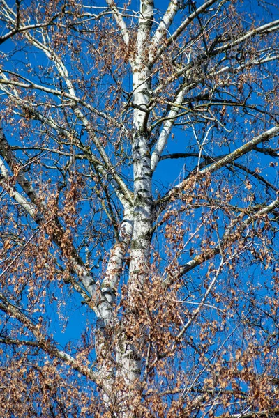 하늘을 배경으로 자작나무 — 스톡 사진
