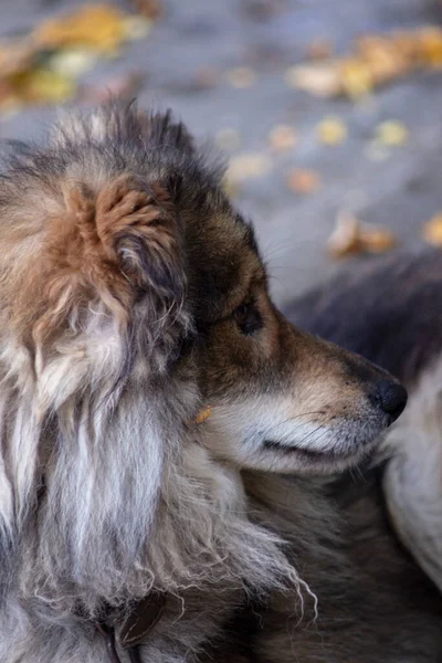 Sad Dog Sitting Hut Shade — Stock Photo, Image