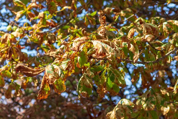 Yellow Autumn Leaves Park October — Stock Photo, Image