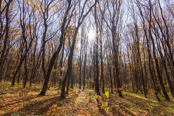 Красивый Осенний Пейзаж Лесу Деревья Желтые Листья Октябре — стоковое фото