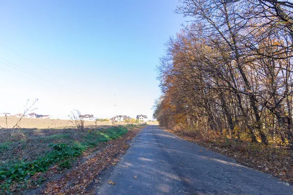 Schöne Herbstlandschaft Wald Bäume Und Gelbe Blätter Oktober — Stockfoto