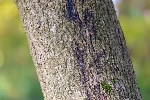 Tekstura Kory Starego Drzewa Lesie Tle — Zdjęcie stockowe