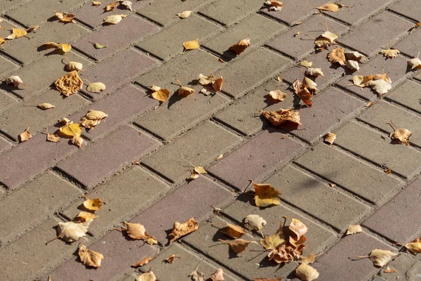 Gelbe Herbstblätter Oktober — Stockfoto