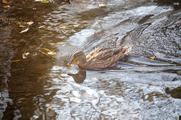 Wilde Eend Rivier Het Herfstpark — Stockfoto