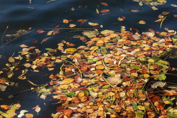 Piękne Żółte Liście Jesieni Wodzie Stawu Październiku — Zdjęcie stockowe