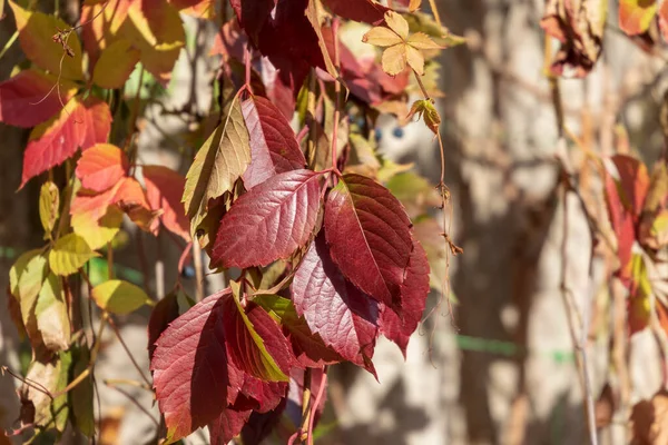 Yellow Autumn Leaves Park October — Stock Photo, Image