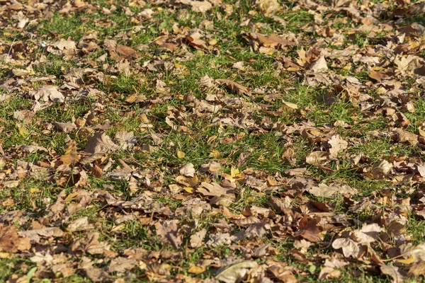 Foglie Autunnali Gialle Nel Parco Ottobre — Foto Stock