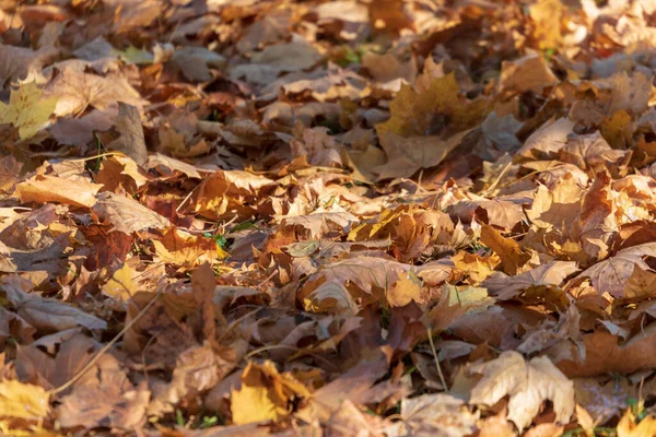 10月に公園内に黄色の紅葉 — ストック写真