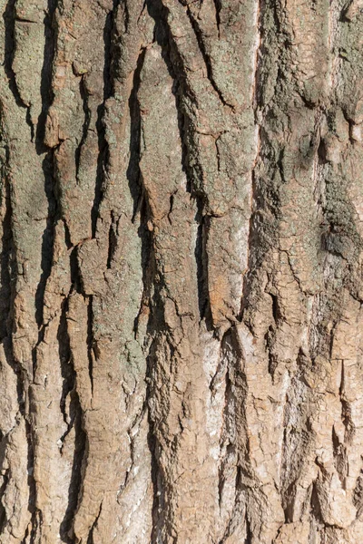 Textura Casca Uma Árvore Velha Floresta Para Fundos — Fotografia de Stock