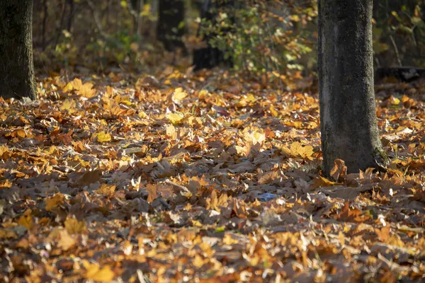 Желтые Осенние Листья Парке Солнце — стоковое фото