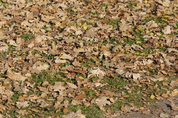 Foglie Autunnali Gialle Nel Parco Ottobre — Foto Stock